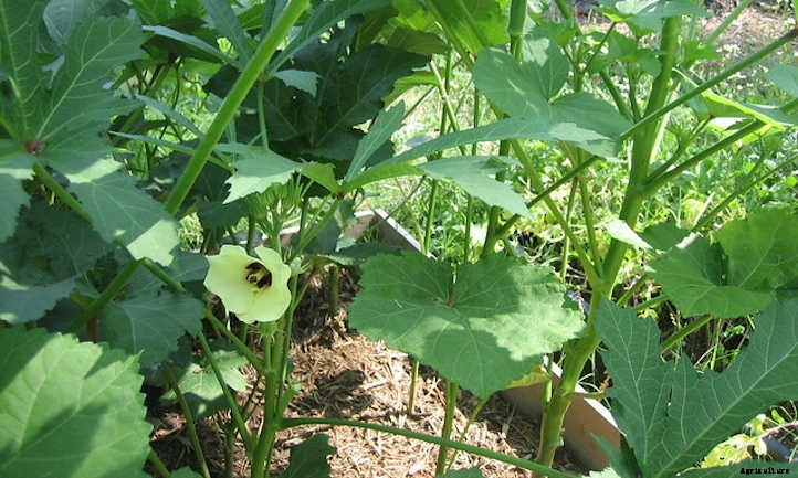 Growing Okra: Southern Food In The Garden