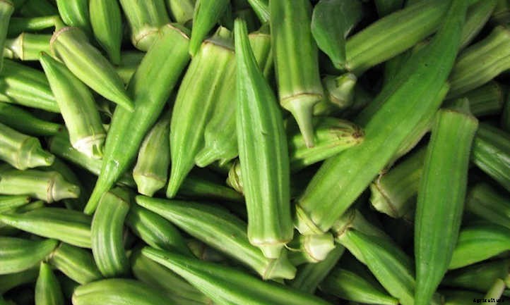 Growing Okra: Southern Food In The Garden