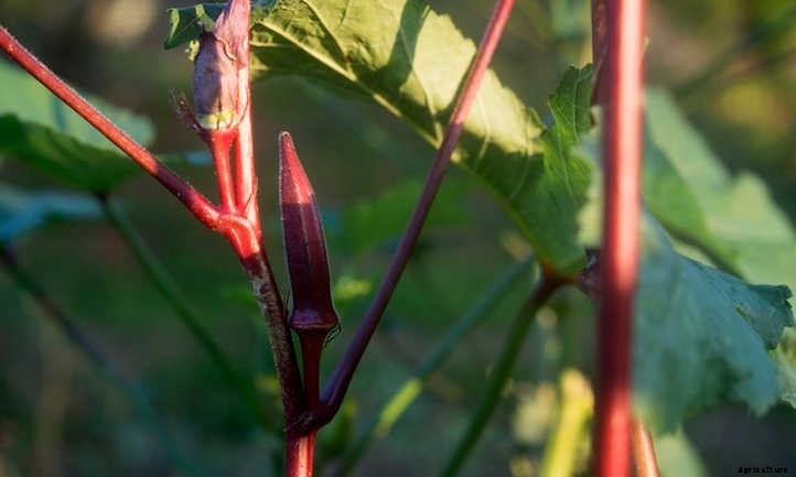 Growing Okra: Southern Food In The Garden