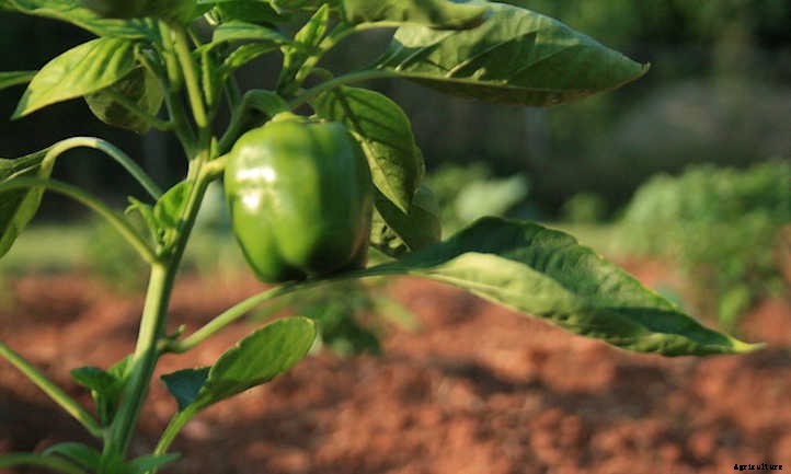 Growing Bell Peppers For Bright Colorful Harvests