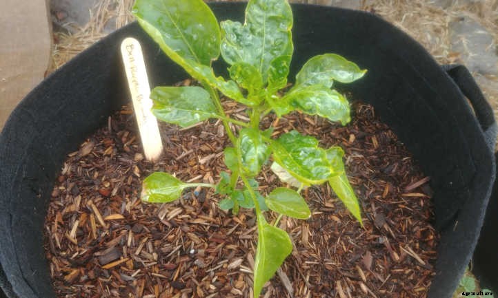 Growing Bell Peppers For Bright Colorful Harvests