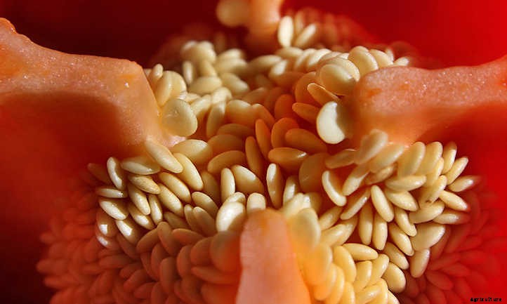 Growing Bell Peppers For Bright Colorful Harvests