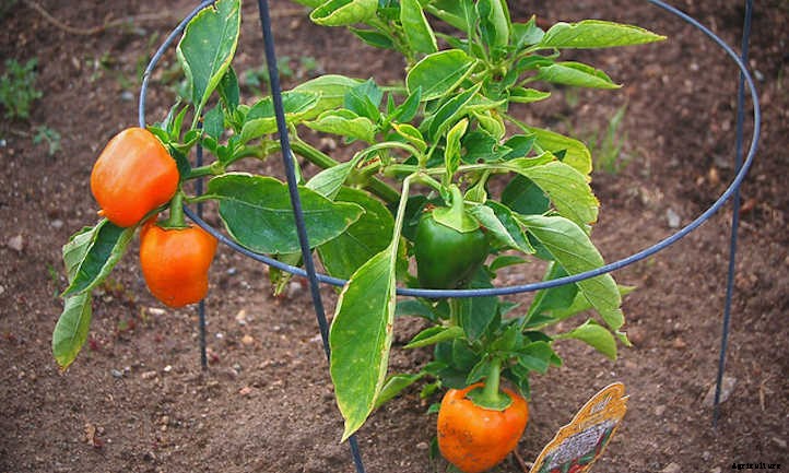 Growing Bell Peppers For Bright Colorful Harvests