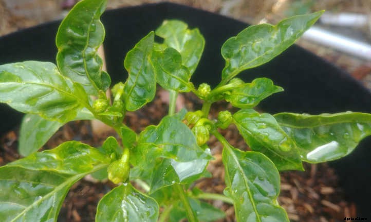 Growing Bell Peppers For Bright Colorful Harvests