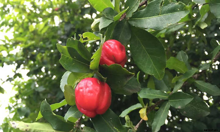 Barbados Cherry: Tart Tropical Cherries You’ll Love