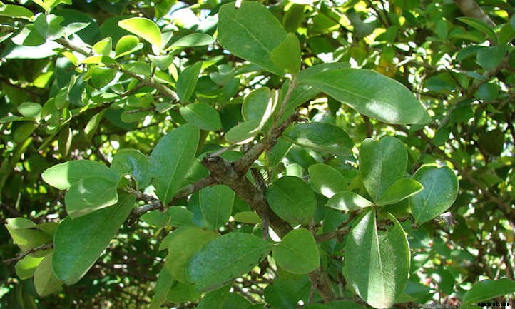 Barbados Cherry: Tart Tropical Cherries You’ll Love