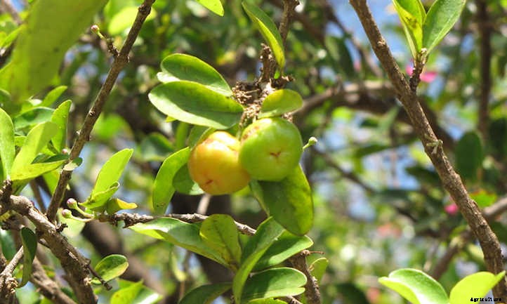 Barbados Cherry: Tart Tropical Cherries You’ll Love