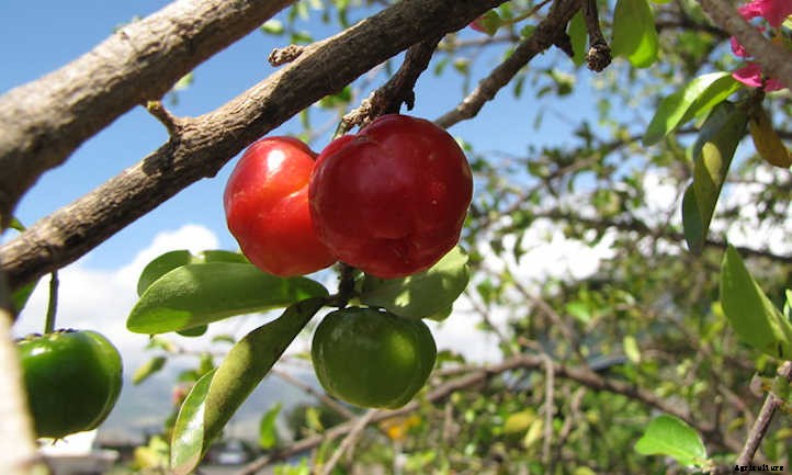 Barbados Cherry: Tart Tropical Cherries You’ll Love