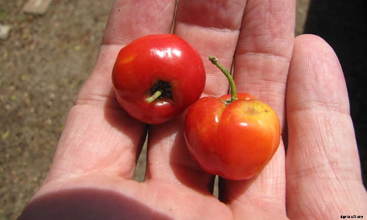 Barbados Cherry: Tart Tropical Cherries You’ll Love