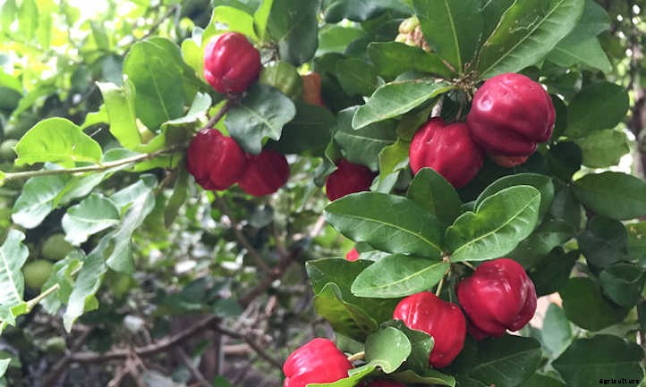 Barbados Cherry: Tart Tropical Cherries You’ll Love