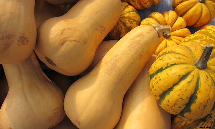 Growing Winter Squash: Fall’s Favorite Food