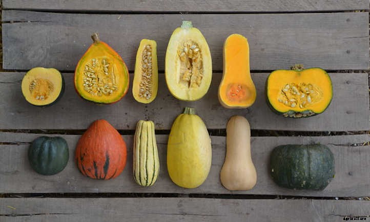 Growing Winter Squash: Fall’s Favorite Food