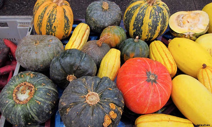 Growing Winter Squash: Fall’s Favorite Food