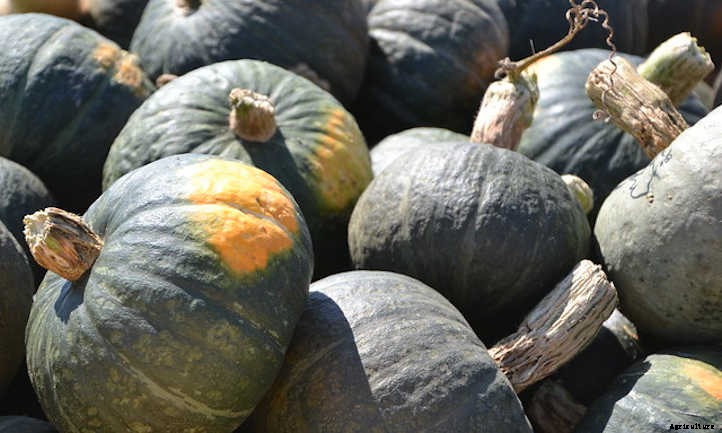 Growing Winter Squash: Fall’s Favorite Food