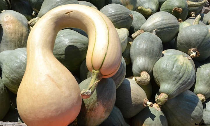 Growing Winter Squash: Fall’s Favorite Food