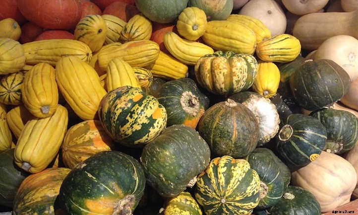 Growing Winter Squash: Fall’s Favorite Food