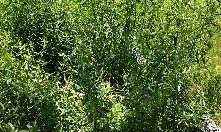 Growing Tarragon: French Flavor At Your Fingertips