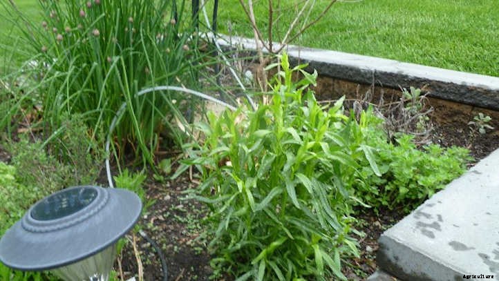 Growing Tarragon: French Flavor At Your Fingertips