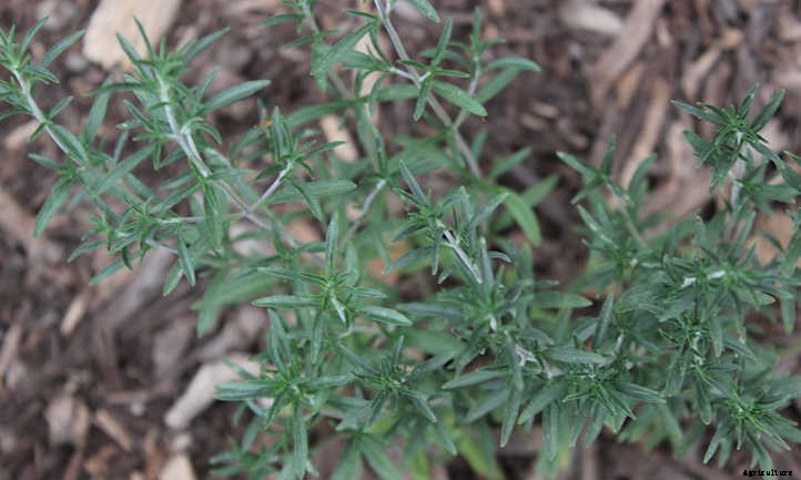 Growing Tarragon: French Flavor At Your Fingertips