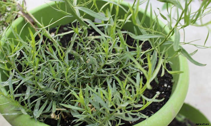 Growing Tarragon: French Flavor At Your Fingertips