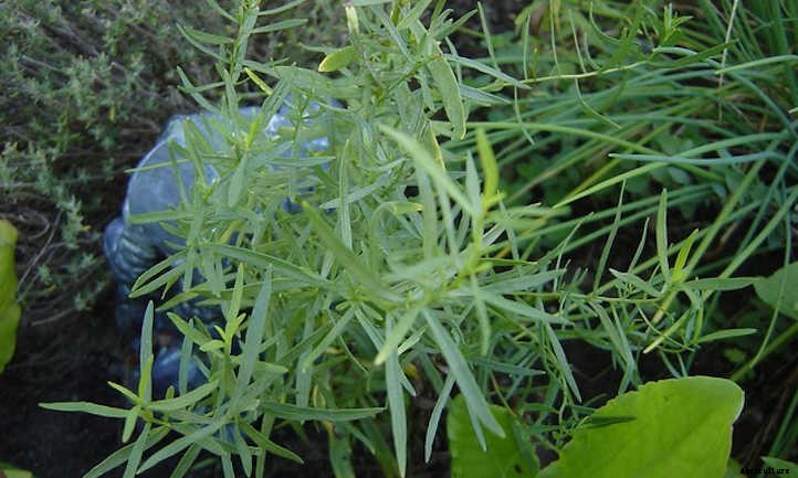 Growing Tarragon: French Flavor At Your Fingertips