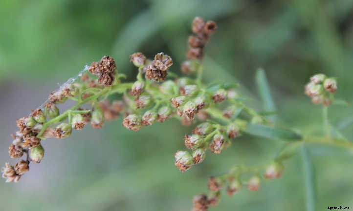 Growing Tarragon: French Flavor At Your Fingertips