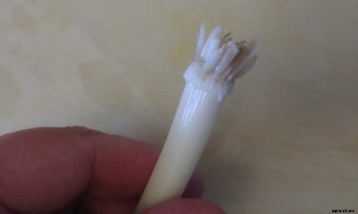 Regrow Green Onions And Sprouted Onions