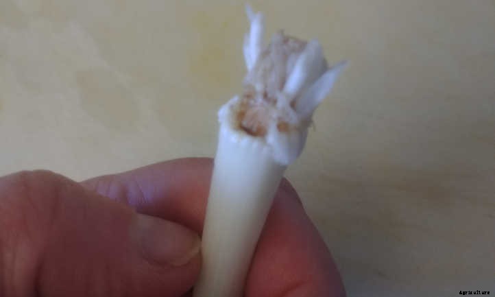 Regrow Green Onions And Sprouted Onions