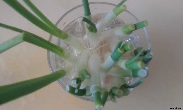 Regrow Green Onions And Sprouted Onions