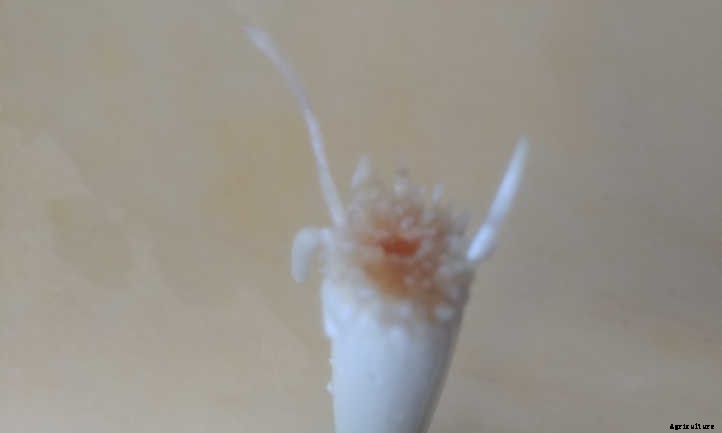 Regrow Green Onions And Sprouted Onions