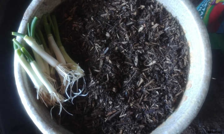 Regrow Green Onions And Sprouted Onions
