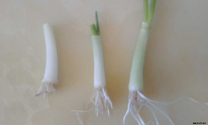 Regrow Green Onions And Sprouted Onions