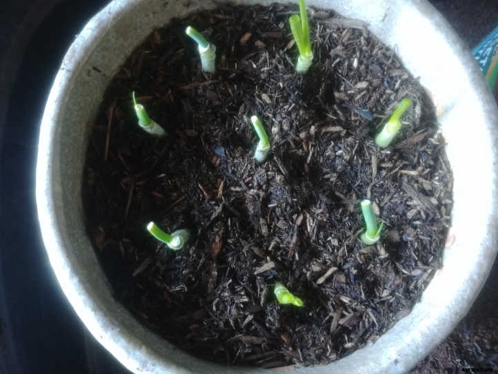 Regrow Green Onions And Sprouted Onions