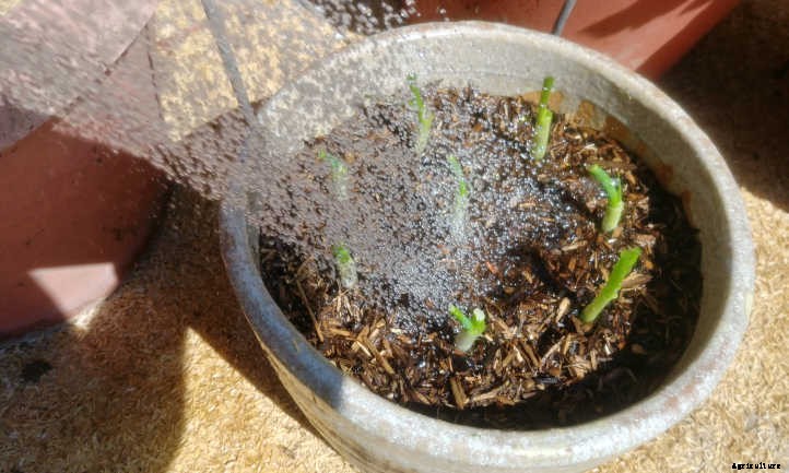 Regrow Green Onions And Sprouted Onions