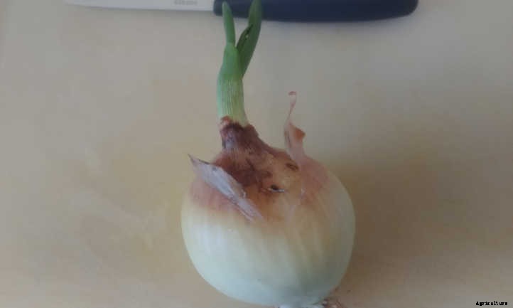 Regrow Green Onions And Sprouted Onions