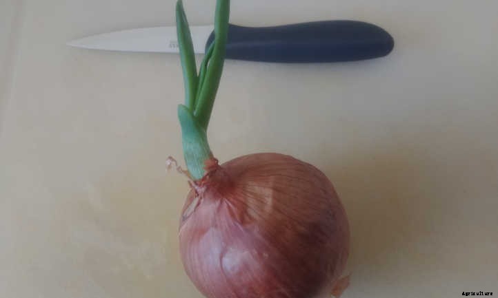 Regrow Green Onions And Sprouted Onions