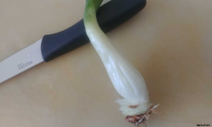 Regrow Green Onions And Sprouted Onions