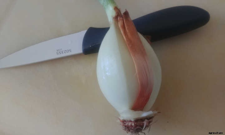 Regrow Green Onions And Sprouted Onions