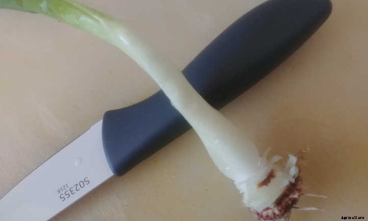 Regrow Green Onions And Sprouted Onions