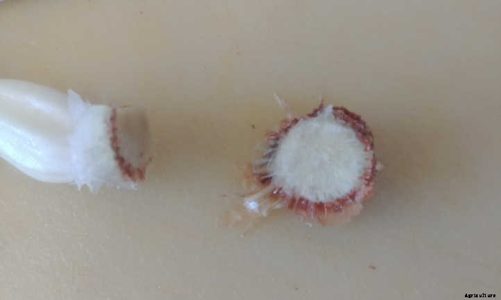 Regrow Green Onions And Sprouted Onions