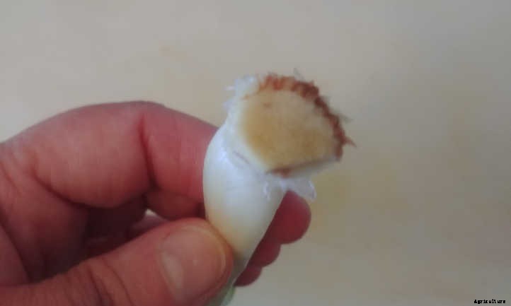 Regrow Green Onions And Sprouted Onions