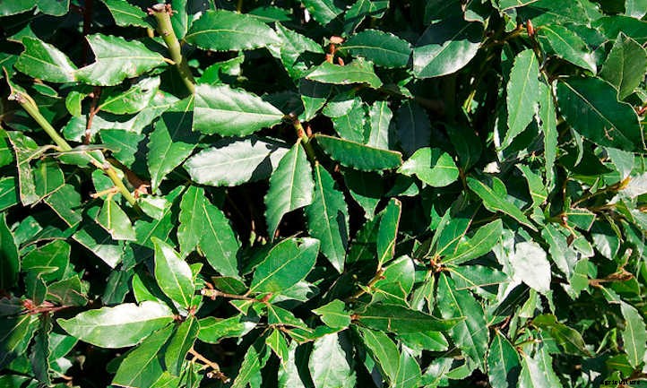 Bay Laurel: Growing Sweet Bay At Home