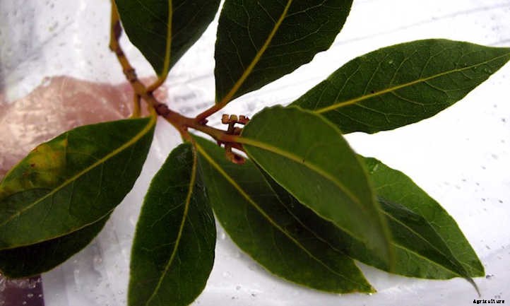 Bay Laurel: Growing Sweet Bay At Home