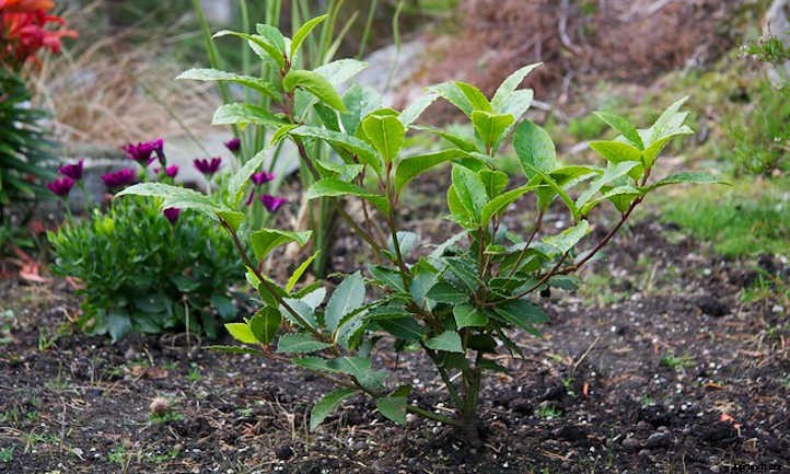 Bay Laurel: Growing Sweet Bay At Home