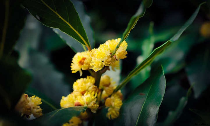 Bay Laurel: Growing Sweet Bay At Home