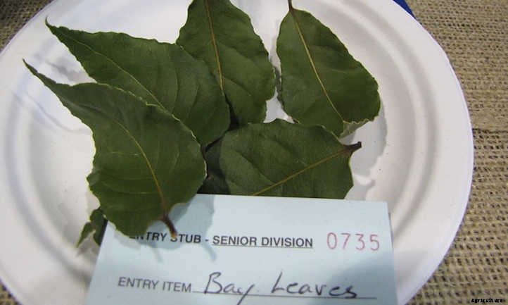 Bay Laurel: Growing Sweet Bay At Home