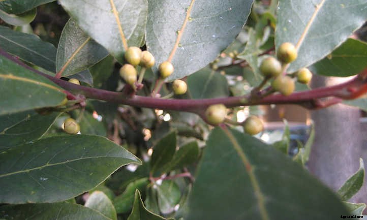 Bay Laurel: Growing Sweet Bay At Home