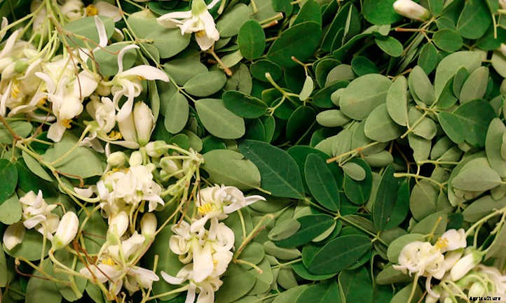 Growing Moringa: The Majestic Drumstick Tree
