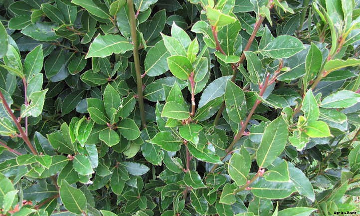 Bay Laurel: Growing Sweet Bay At Home