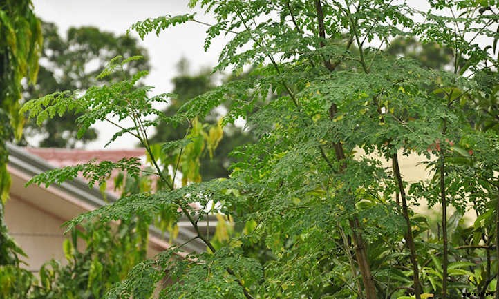 Growing Moringa: The Majestic Drumstick Tree